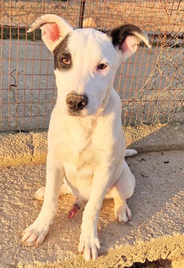 ULTIMO IN CANILE,ADOTTABILE IN TUTTA ITALIA! Foto 10