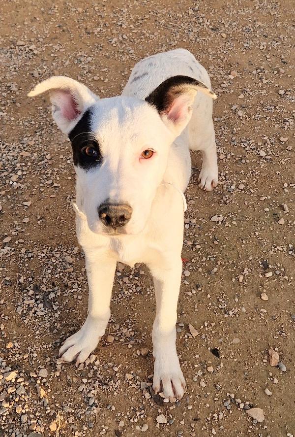 ULTIMO IN CANILE,ADOTTABILE IN TUTTA ITALIA! Foto 11