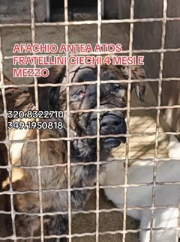 3cucciolotti ciechi in 1pessimo canile! CROTONE  Foto 2