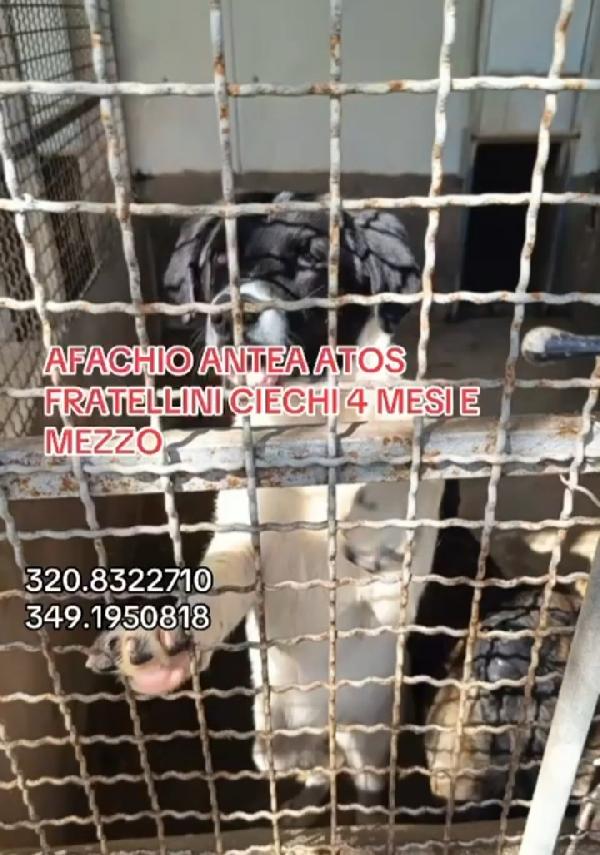 3cucciolotti ciechi in 1pessimo canile! CROTONE  Foto 3