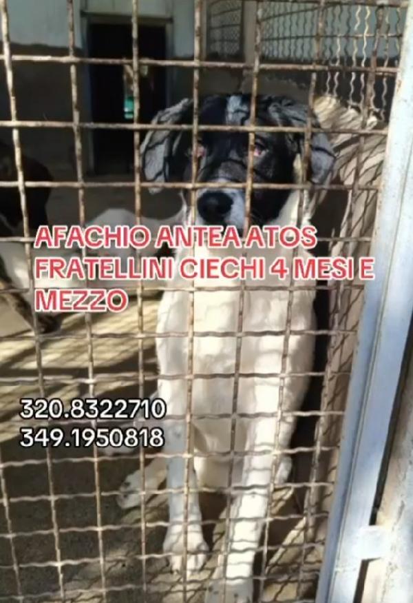 3cucciolotti ciechi in 1pessimo canile! CROTONE  Foto 4