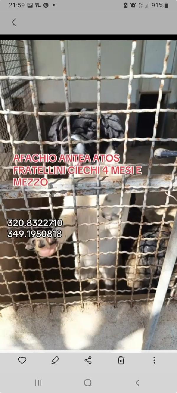 3cucciolotti ciechi in 1pessimo canile! CROTONE  Foto 5