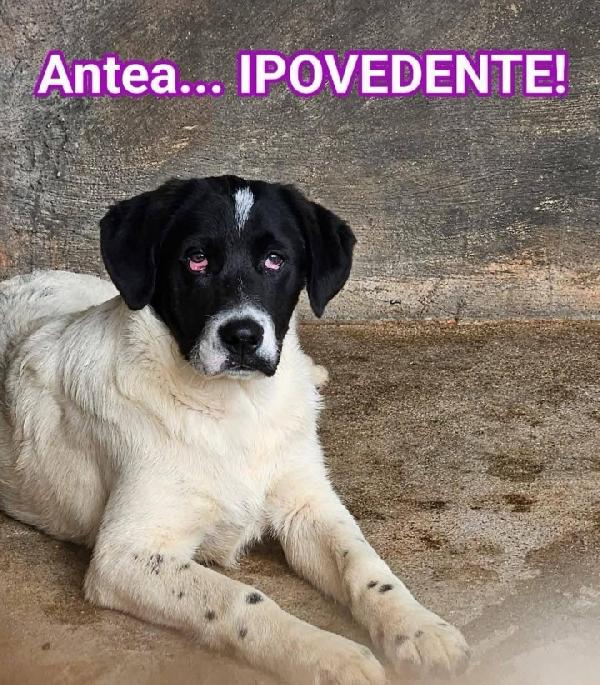 3cucciolotti ciechi in 1pessimo canile! CROTONE  Foto 6