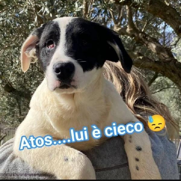 3cucciolotti ciechi in 1pessimo canile! CROTONE  Foto 8