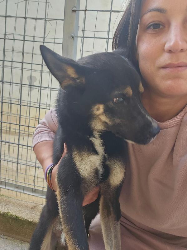 Nadir: Lupetto Taglia Piccola Socievole E Coccolone 