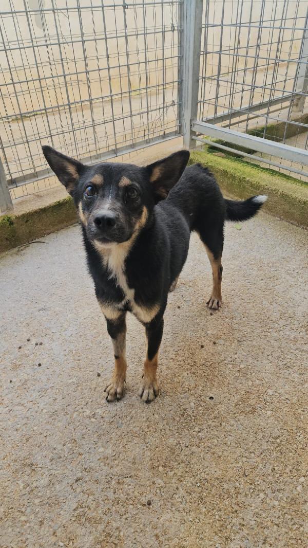 Nadir: lupetto taglia piccola socievole e coccolone  Foto 2