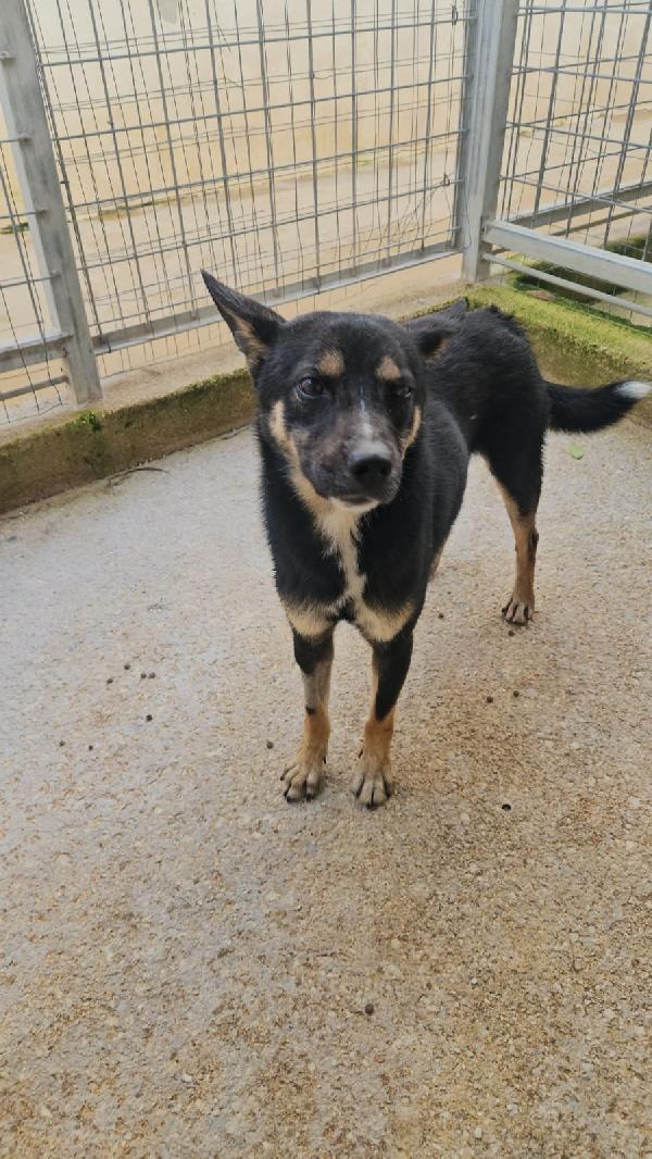 Nadir: lupetto taglia piccola socievole e coccolone  Foto 3