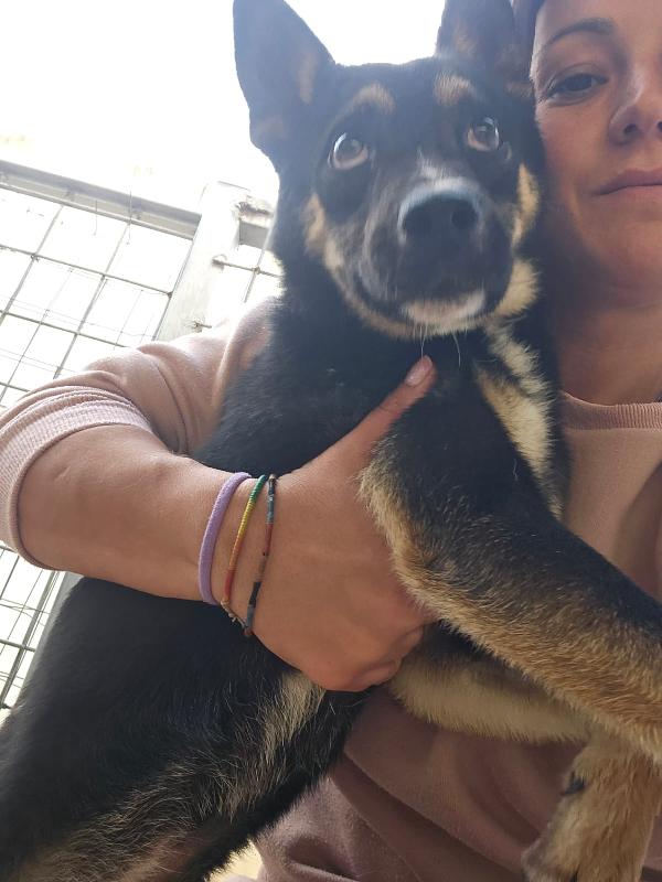 Nadir: lupetto taglia piccola socievole e coccolone  Foto 4