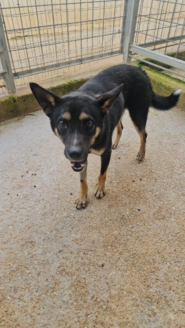 Nadir: lupetto taglia piccola socievole e coccolone  Foto 5