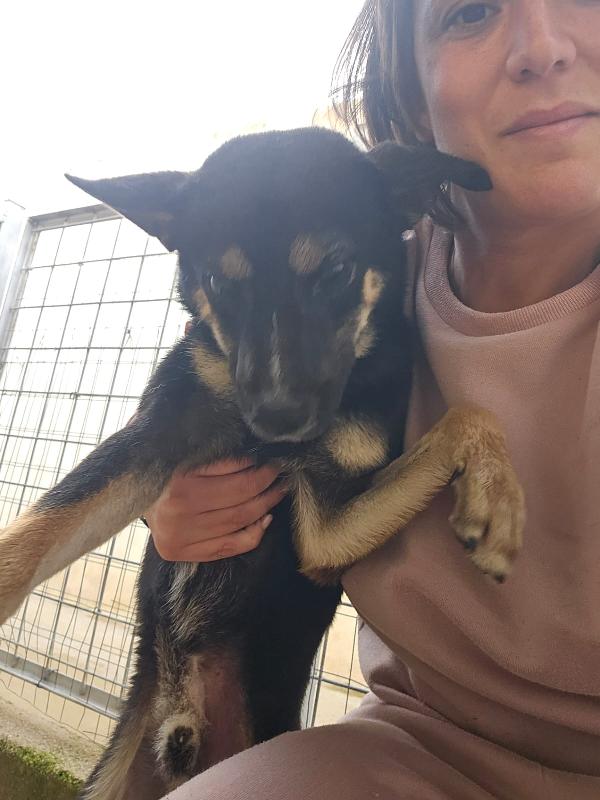 Nadir: lupetto taglia piccola socievole e coccolone  Foto 6