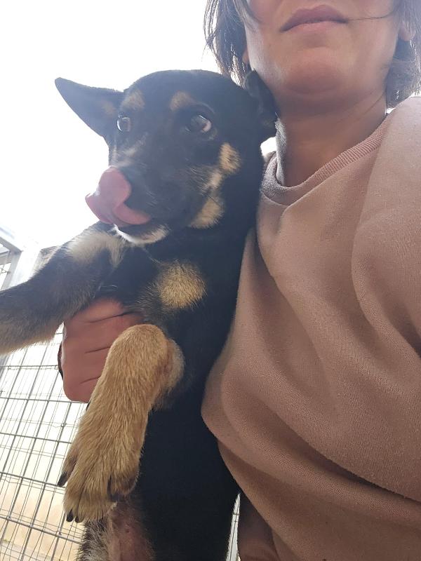 Nadir: lupetto taglia piccola socievole e coccolone  Foto 7