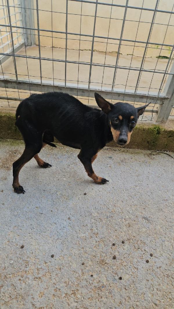 Zenit: Simil Pinscherino Dolce E Timido