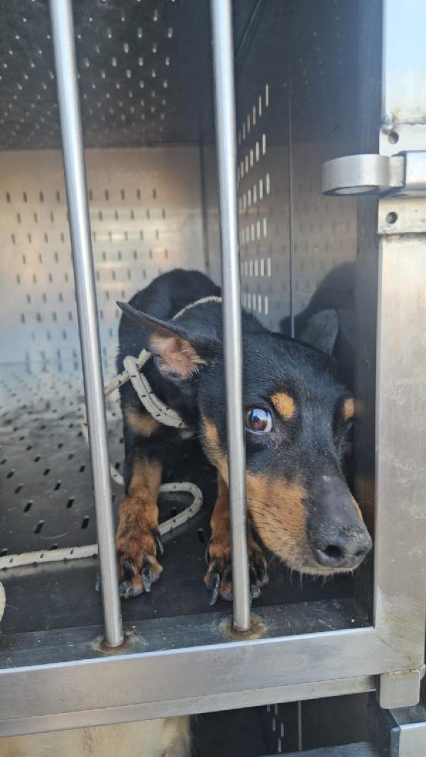 Zenit: simil pinscherino dolce e timido Foto 2