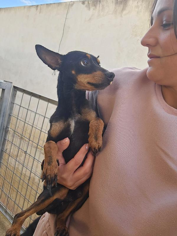 Zenit: simil pinscherino dolce e timido Foto 3