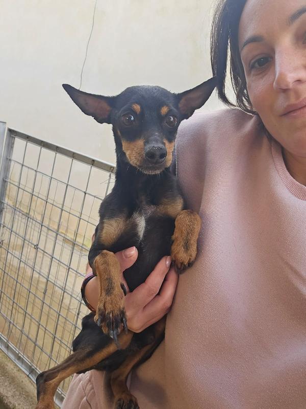 Zenit: simil pinscherino dolce e timido Foto 4