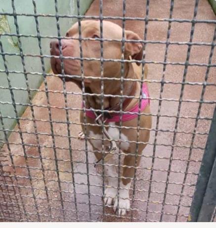 Pitbull Red Nose 5Anni Non Trova Pace! Napoli