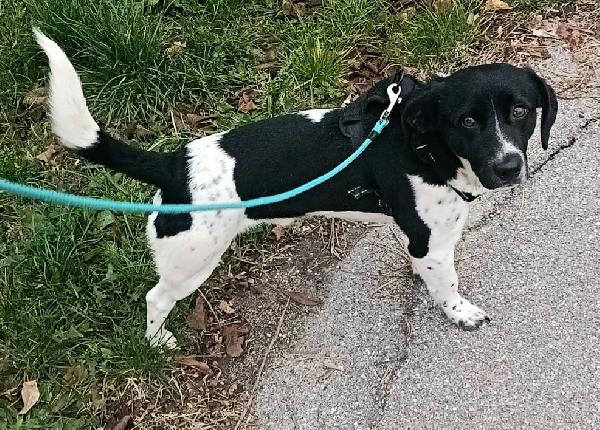 Galileo 1 anno taglia piccola  Foto 2