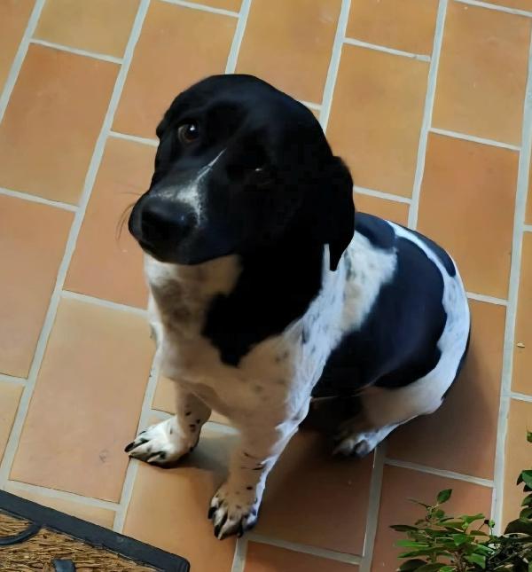 Galileo 1 anno taglia piccola  Foto 3