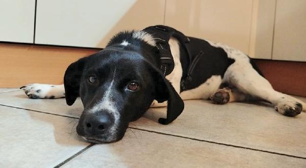 Galileo 1 anno taglia piccola  Foto 4