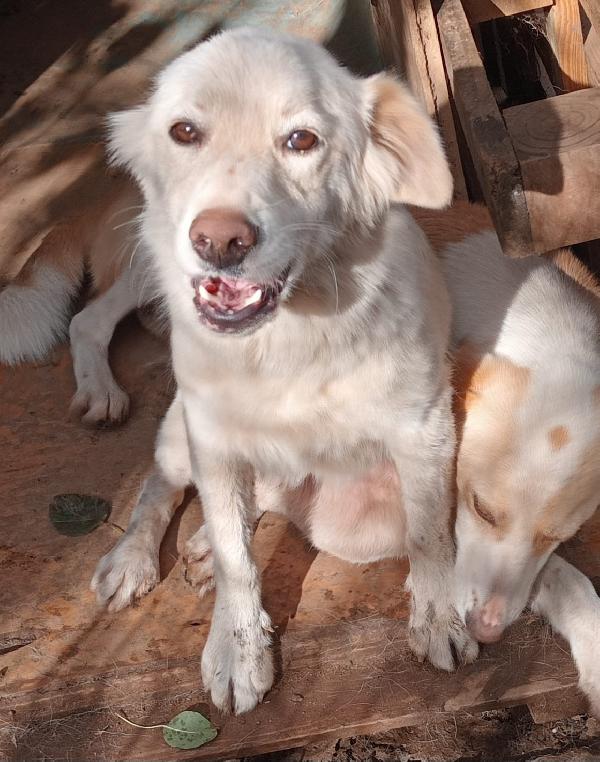 Lizzy Aspetta Una Mamma 