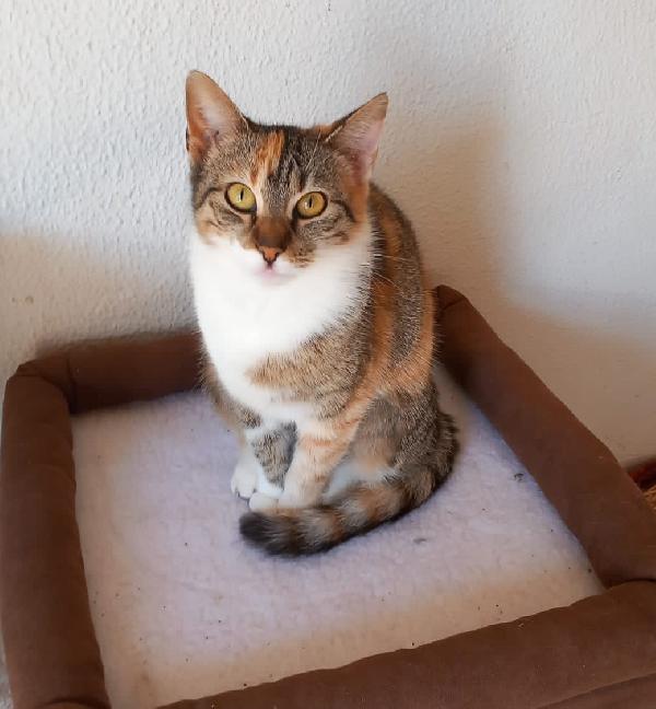 Karina, splendida micia in adozione! Foto 4