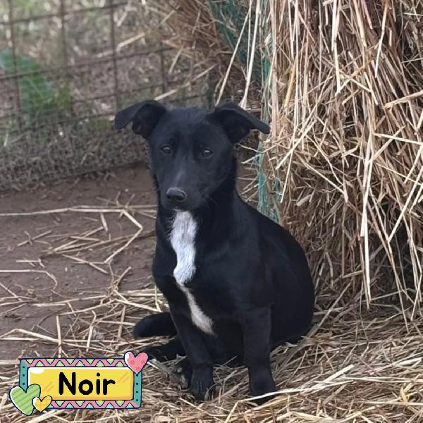 Noir Dolce Cagnolina Taglia Piccola Cerca Casa - In Adozione