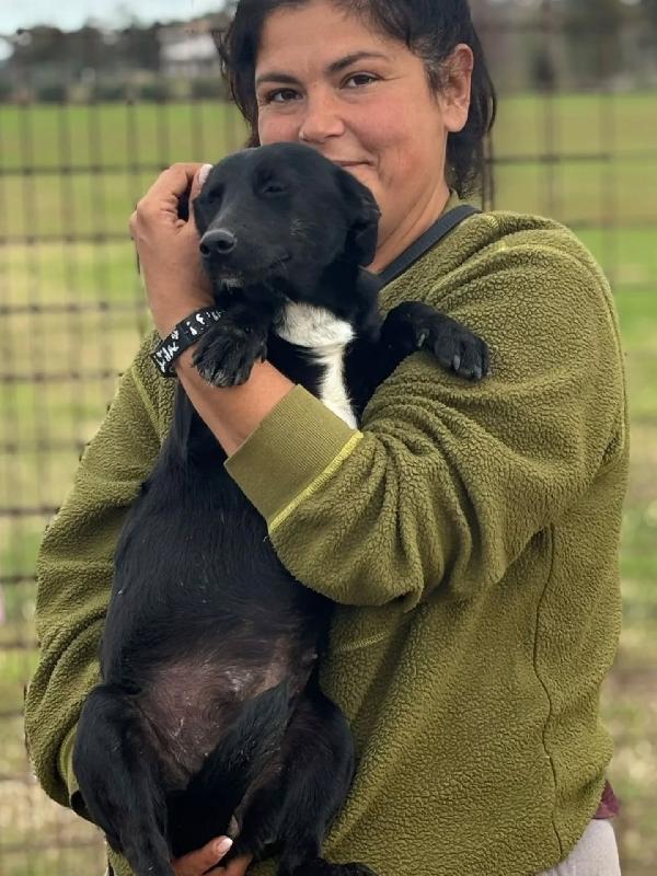 NOIR dolce cagnolina taglia piccola cerca casa - in adozione Foto 2