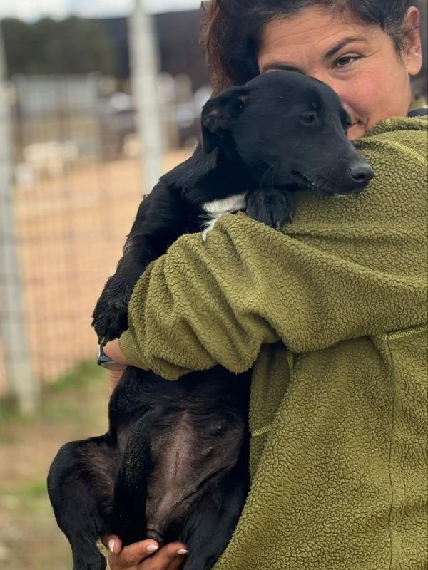 NOIR dolce cagnolina taglia piccola cerca casa - in adozione Foto 3