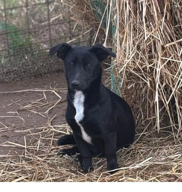 NOIR dolce cagnolina taglia piccola cerca casa - in adozione Foto 4