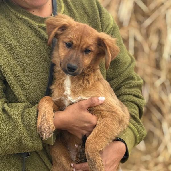 NANCY cucciola 5 mesi taglia piccola cerca casa - in adozione Foto 2