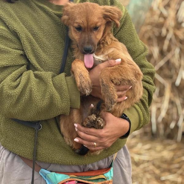 NANCY cucciola 5 mesi taglia piccola cerca casa - in adozione Foto 3