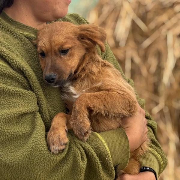 NANCY cucciola 5 mesi taglia piccola cerca casa - in adozione Foto 4