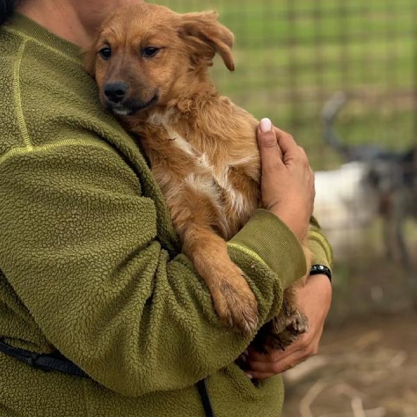 NANCY cucciola 5 mesi taglia piccola cerca casa - in adozione Foto 5