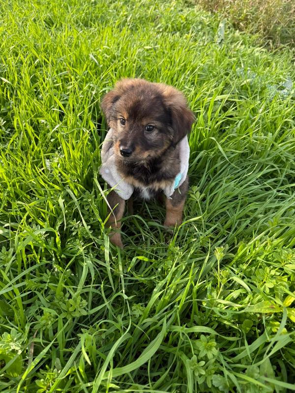 🌼🐾 priscilla 🐾🌼 stupenda cucciola in adozione  Foto 4