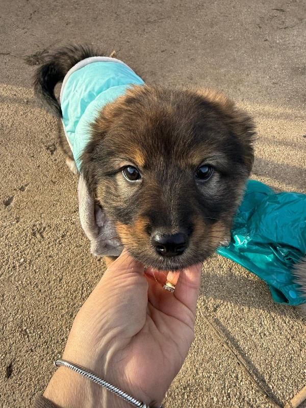 🌼🐾 priscilla 🐾🌼 stupenda cucciola in adozione  Foto 5