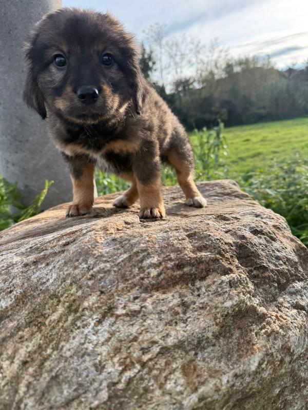 🌼🐾 priscilla 🐾🌼 stupenda cucciola in adozione  Foto 6