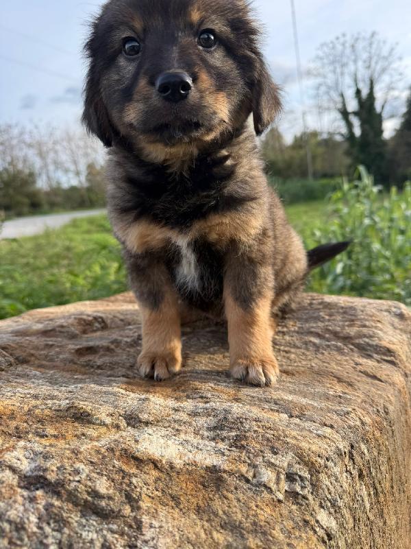 🌼🐾 priscilla 🐾🌼 stupenda cucciola in adozione  Foto 7