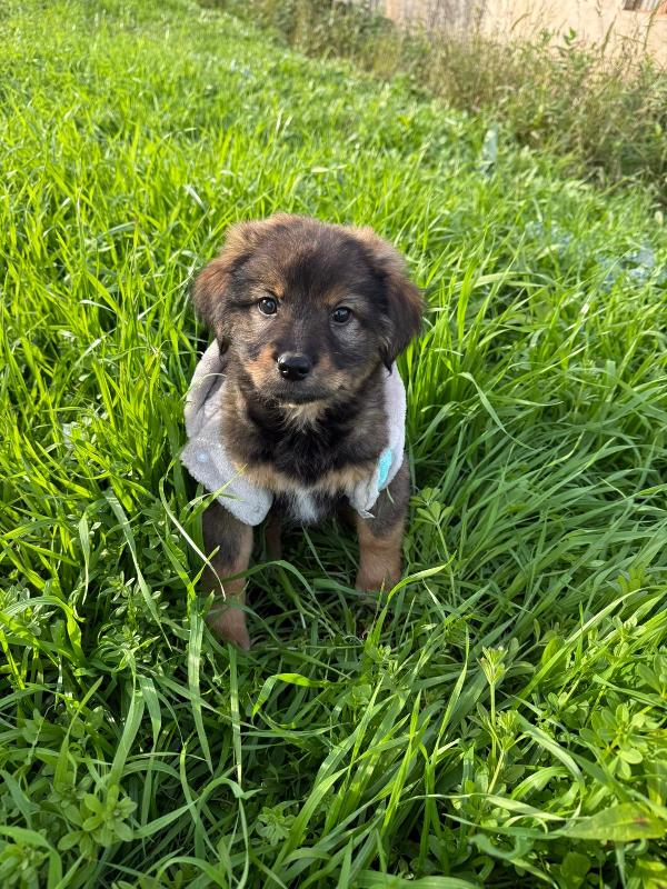 🌼🐾 priscilla 🐾🌼 stupenda cucciola in adozione  Foto 8