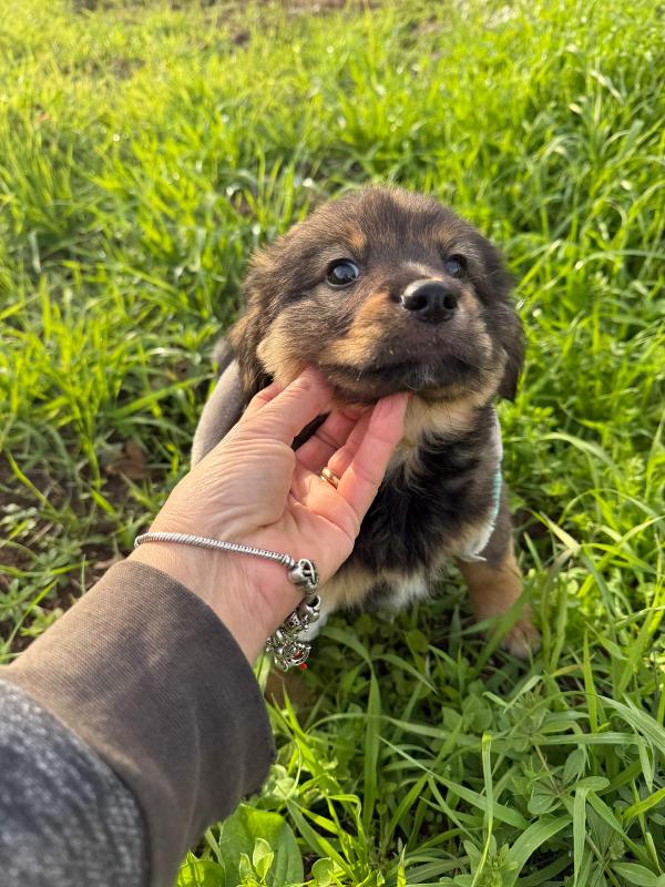 ✨🐾 priscilla 🐾✨ stupenda cucciola in adozione  Foto 2