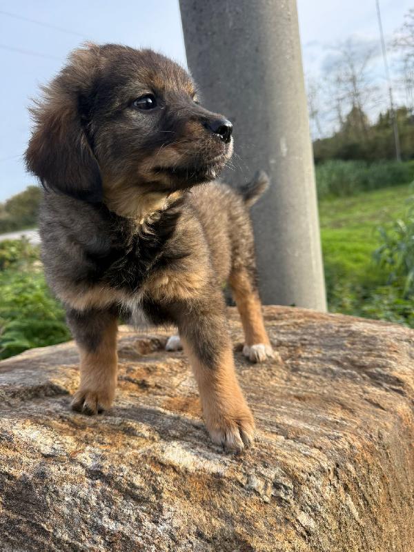 ✨🐾 priscilla 🐾✨ stupenda cucciola in adozione  Foto 4