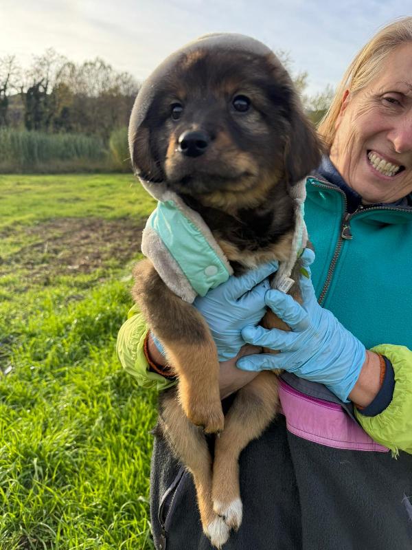 ✨🐾 priscilla 🐾✨ stupenda cucciola in adozione  Foto 5