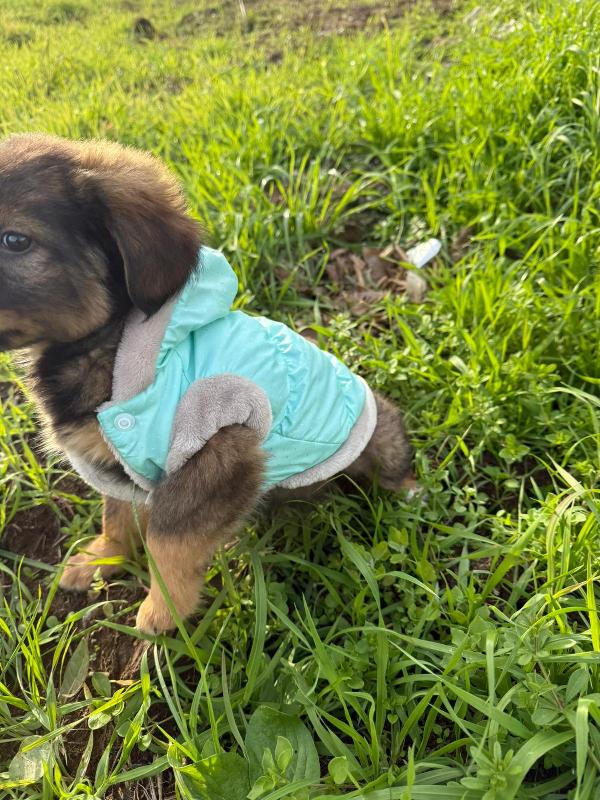 ✨🐾 priscilla 🐾✨ stupenda cucciola in adozione  Foto 6