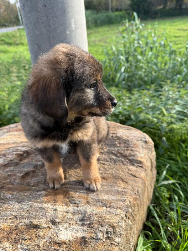 ✨🐾 priscilla 🐾✨ stupenda cucciola in adozione  Foto 7