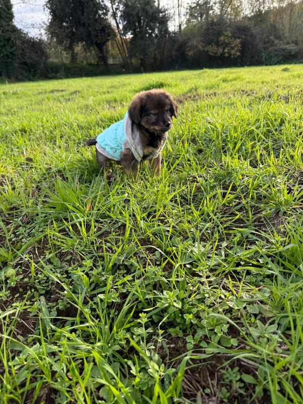 ✨🐾 priscilla 🐾✨ stupenda cucciola in adozione  Foto 8