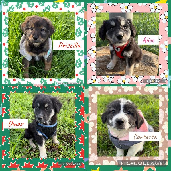 Scegli Uno Di Questi 🌼💙 Cuccioli 💙🌼 Meravigliosi In Adozione 