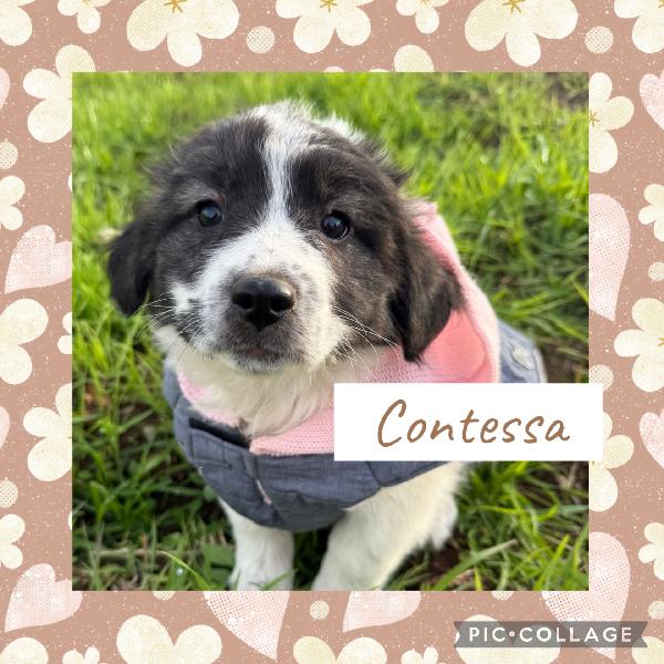 Scegli uno di questi 🌼💙 cuccioli 💙🌼 meravigliosi in adozione  Foto 2