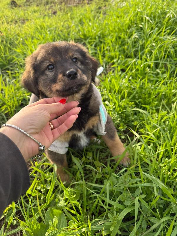 Scegli uno di questi 🌼💙 cuccioli 💙🌼 meravigliosi in adozione  Foto 6