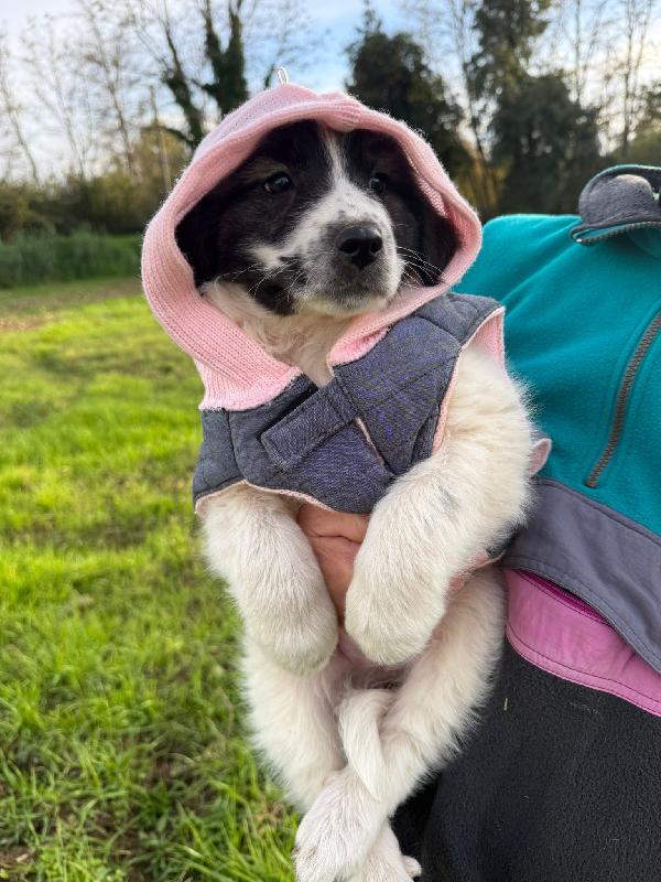 Scegli uno di questi 🌼💙 cuccioli 💙🌼 meravigliosi in adozione  Foto 9