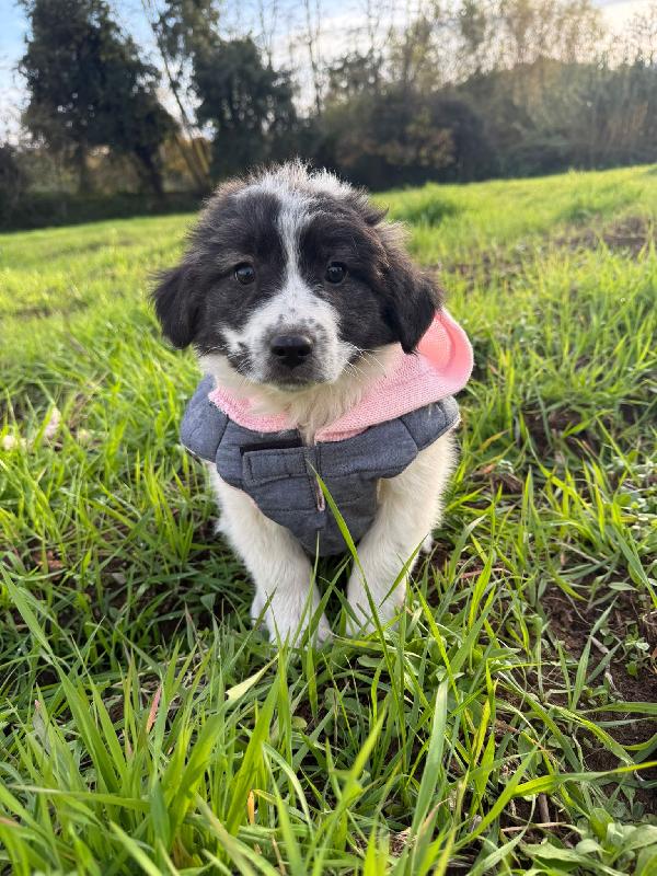 💖💙 splendidi cuccioli 💙💖 in adozione  Foto 8