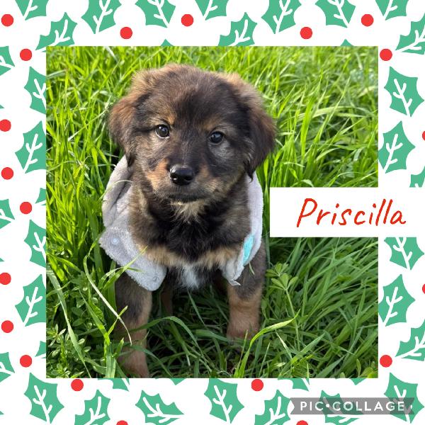 💕💙 cuccioli 💙💕 splendidi in adozione  Foto 4